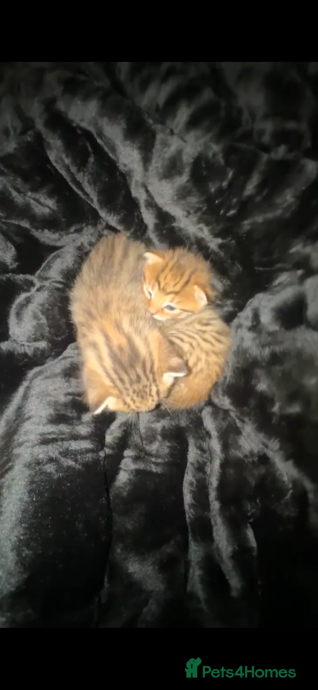 Mixed Breed cats for sale: 6 bengal x tabby cats for sale in Bolton - Advert 1