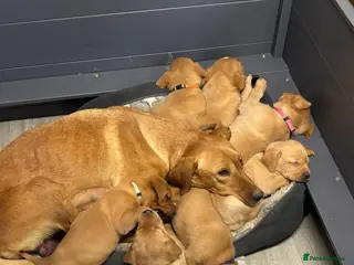 Labrador Retriever dogs Last Bitch available Labrador pup - Advert 17