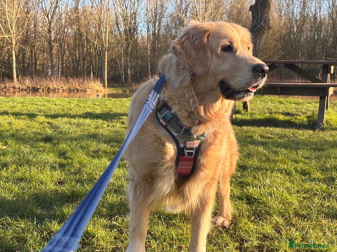 Golden Retriever dogs for sale: 2 female Golden Retrievers puppies - Image 13