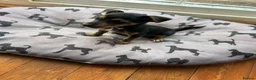 Jack Russell dogs for sale: Jack Russell pups - Advert 3
