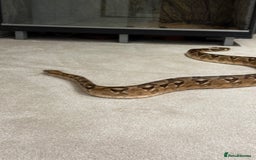 Boa Snake reptiles for sale: Boa snake - Image 6