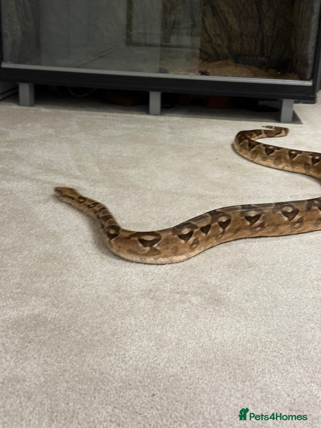 Boa Snake reptiles for sale: Boa snake - Image 6