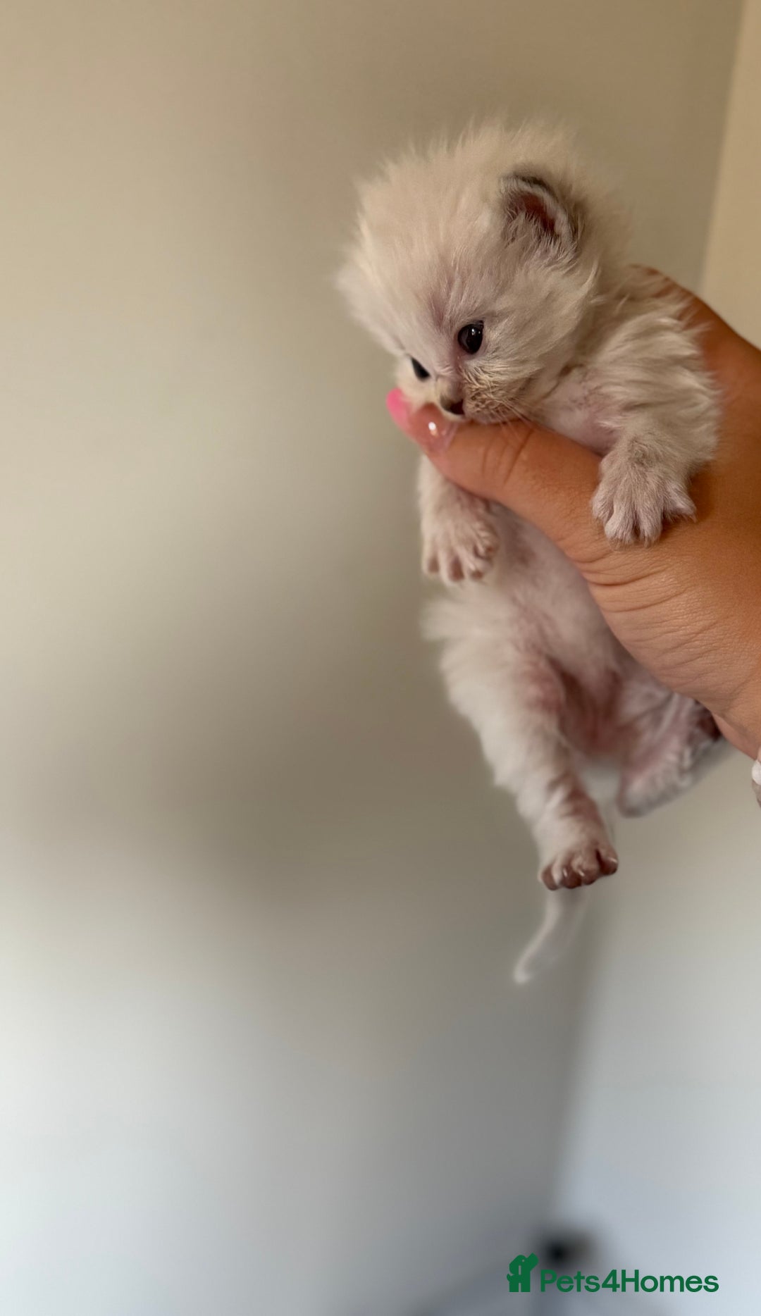 Ragdoll cats for sale: 🐾 Ragdoll kittens - ONE MALE TWO FEMALE LEFT 🐾 - Image 20