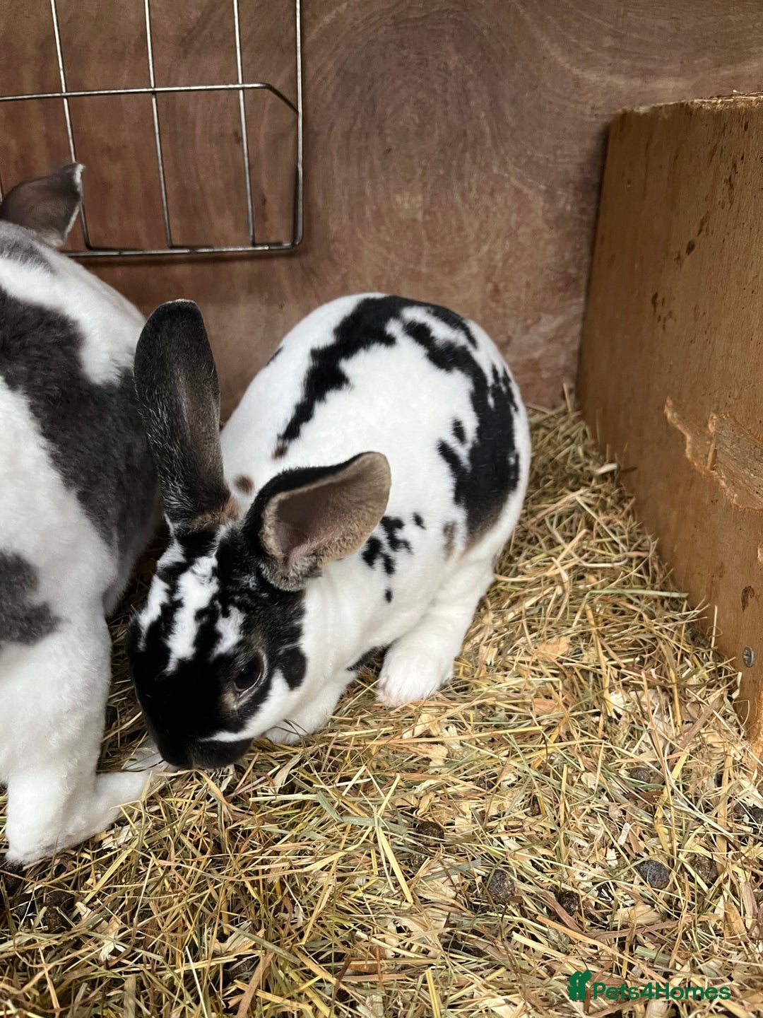 Rex rabbits for sale: Male Rex bunny - Advert 5