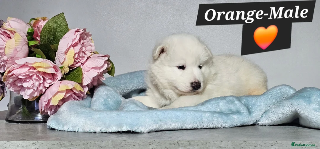 Samoyed dogs for sale: ‼️KC Registered Puppies!!!‼️ - Advert 7