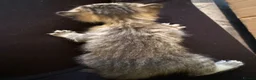 Mixed Breed cats for sale: 1 grey female 4 tabby female kittens - Advert 15