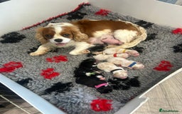 Cavapoo dogs for sale: Adorable Cavapoo Pups fully health tested parents - Image 33