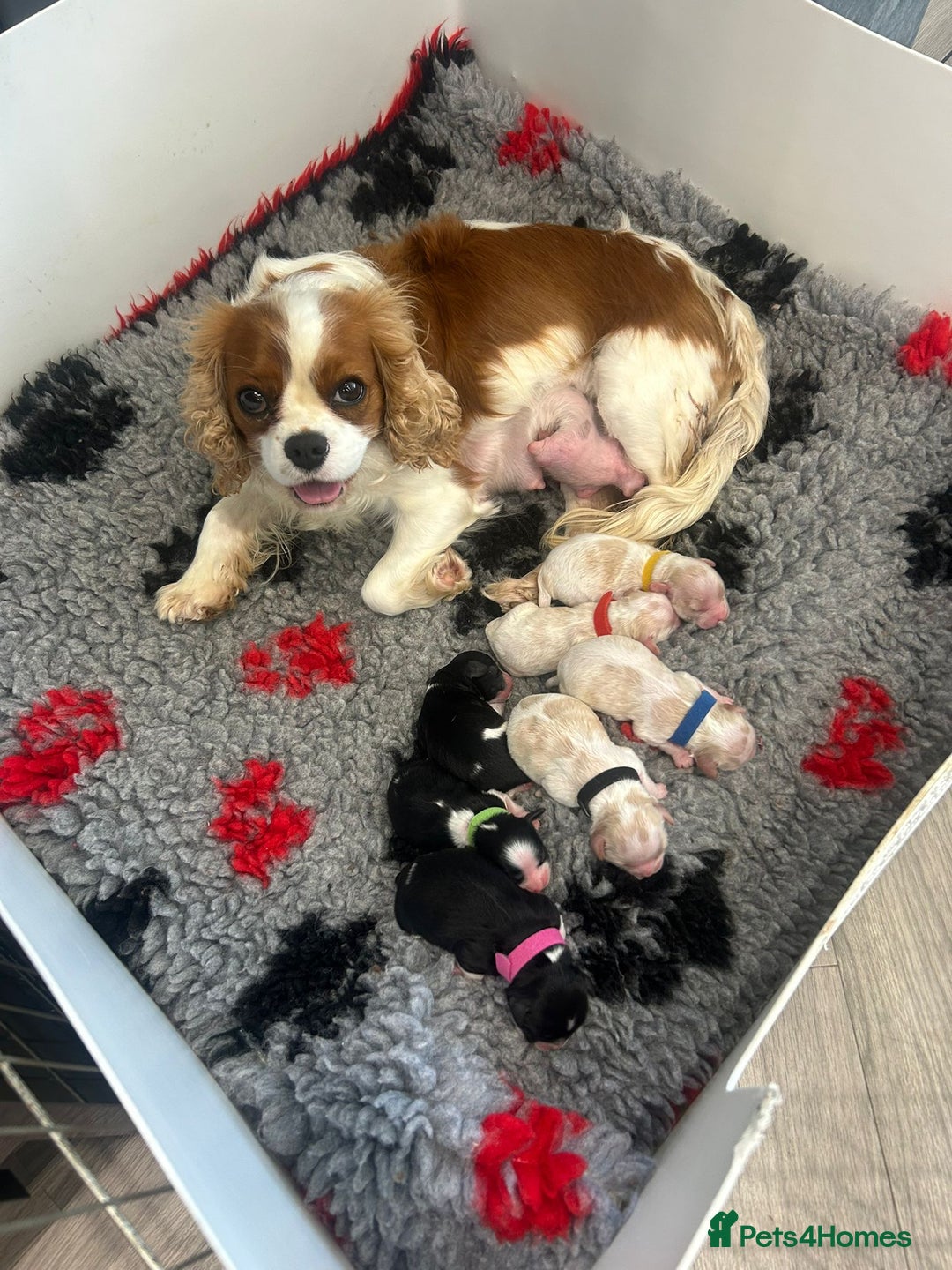 Cavapoo dogs for sale: Adorable Cavapoo Pups fully health tested parents - Image 33