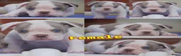 Olde English Bulldogge dogs for sale: Uk’s Longest & Most Reputable todate.  - Advert 7