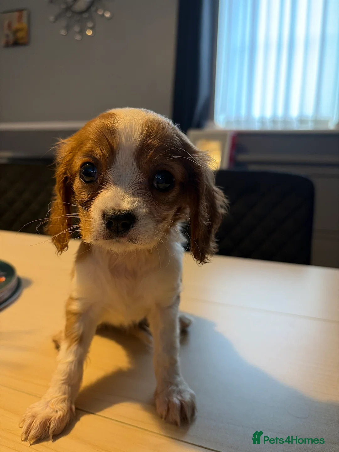 Cavalier King Charles Spaniel dogs for sale: Cavalier King Charles puppies  - Advert 5