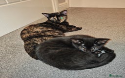 Mixed Breed cats for sale: Kittens - Image 11