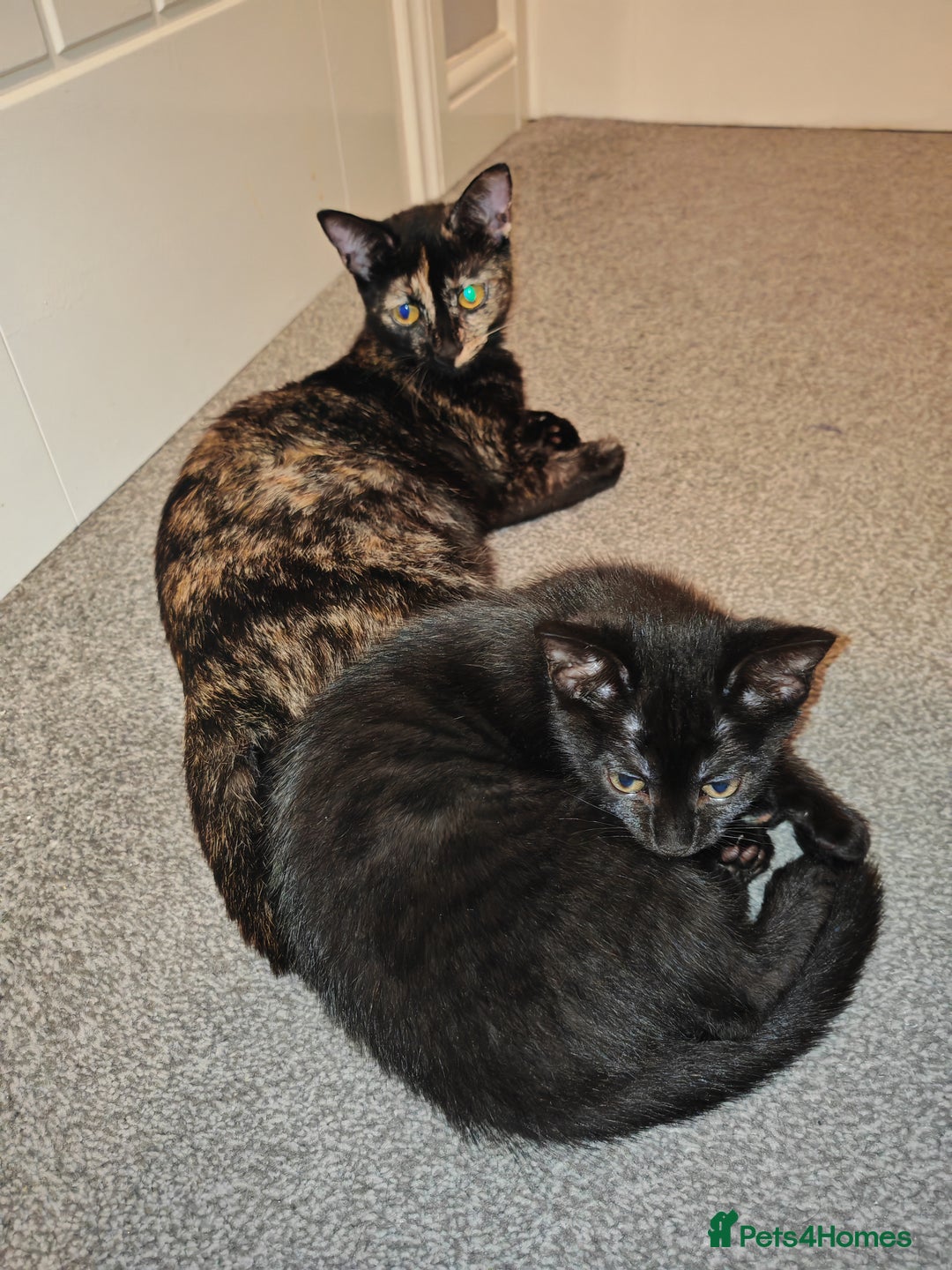 Mixed Breed cats for sale: Kittens - Image 11