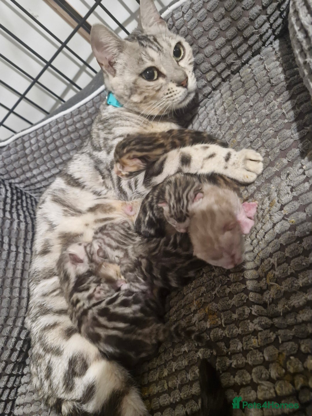 Bengal cats for sale: TICA Snow & Silver Health Tested Bengal Kittens - Advert 7