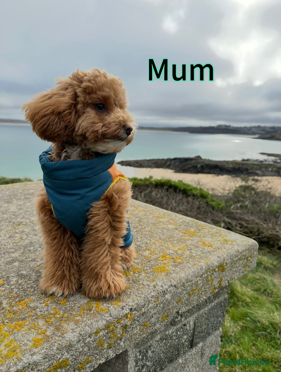 Toy Poodle dogs for sale: Adorable Playful Toy Poodles - 3 Boys Left - Image 20