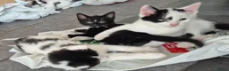 Mixed Breed cats for sale: Beautiful magpie/tuxedo in Broseley - Advert 7