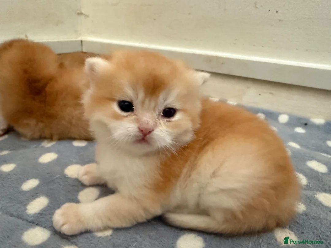 British Longhair cats for sale: GCCF reg BLH Chocolate Golden Last Male Kitten - Advert 15
