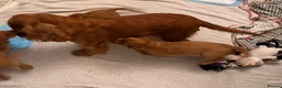 Cocker Spaniel dogs for sale: Red Show Type Cocker Spaniel puppies  - Advert 2