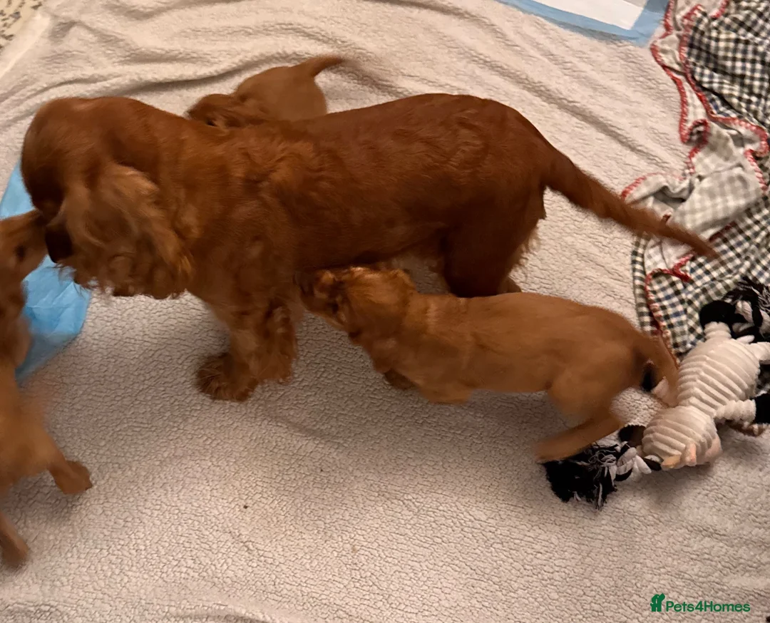 Cocker Spaniel dogs for sale: Red Show Type Cocker Spaniel puppies  - Advert 2