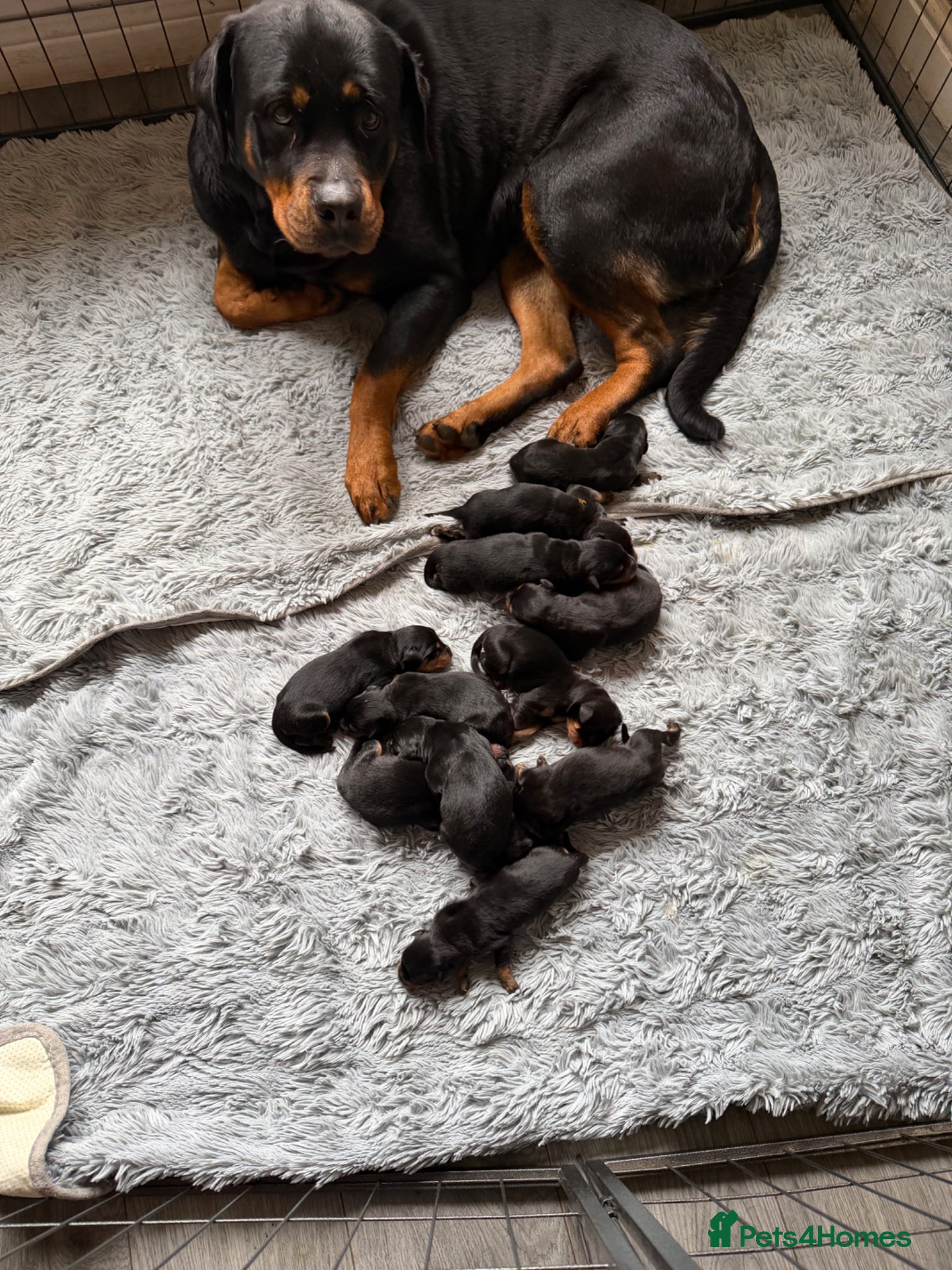 Rottweiler dogs 11 beautiful Rottweiler Puppies - Advert 8