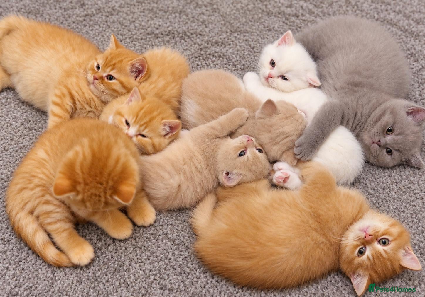British Shorthair cats for sale: British Shorthair Kittens - Advert 24