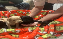 Cockapoo dogs for sale: F1 cockapoo puppies  - Image 8