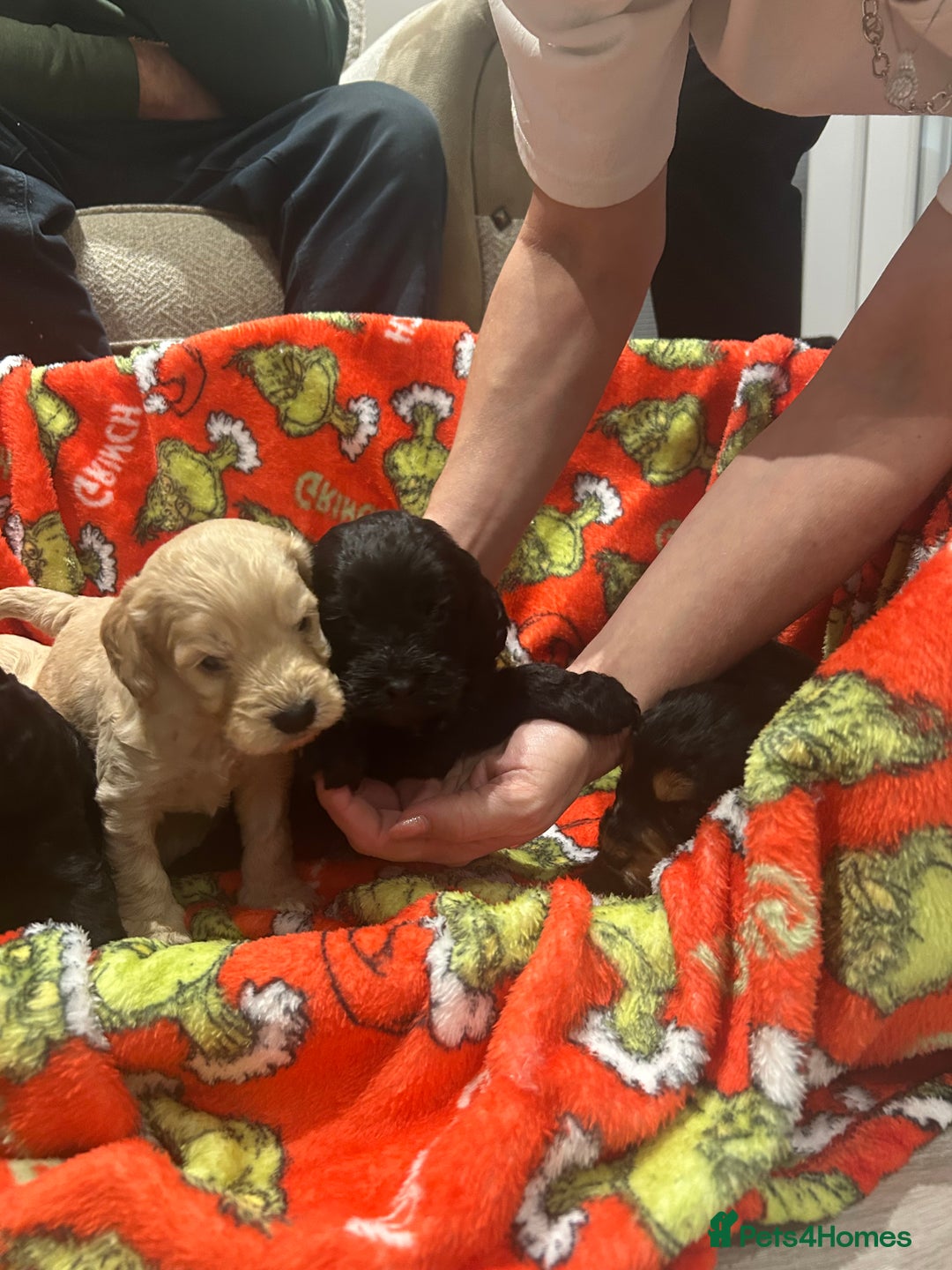 Cockapoo dogs for sale: F1 cockapoo puppies  - Image 8