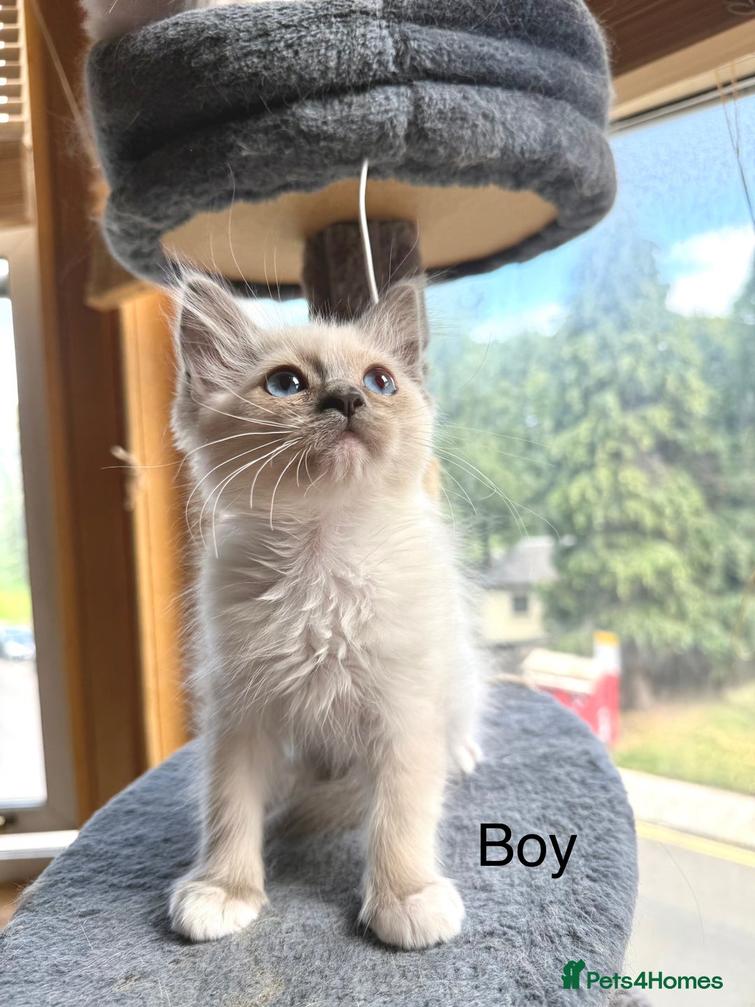 Ragdoll cats for sale: 4 beautiful ragdoll kittens  - Image 16
