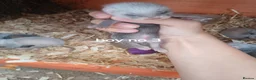 Ferret rodents for sale: Baby Ferret kits look at description!  - Advert 12