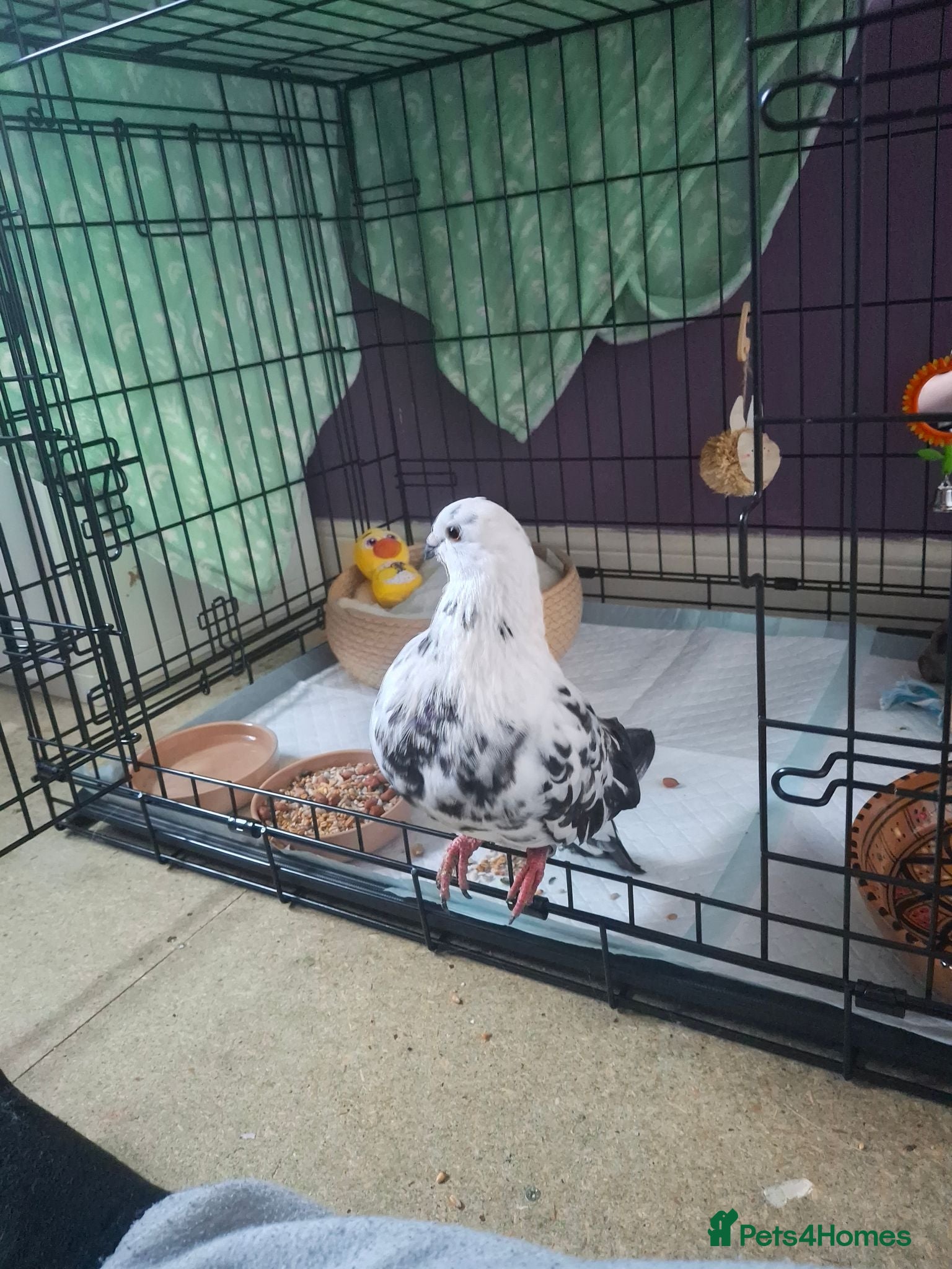 Pigeons birds Foster Pigeon looking for his forever home - Advert 8