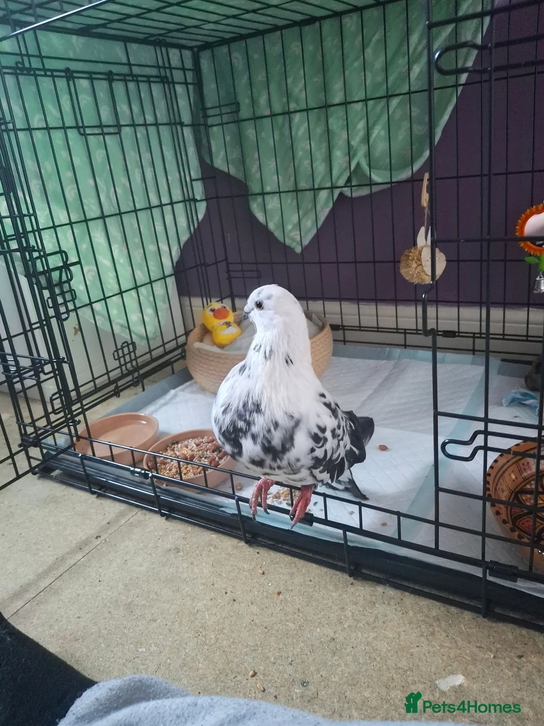 Pigeons birds for sale: Foster Pigeon looking for his forever home - Advert 1
