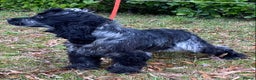 Cocker Spaniel dogs for sale: Adorable show cocker adult girls  - Advert 7