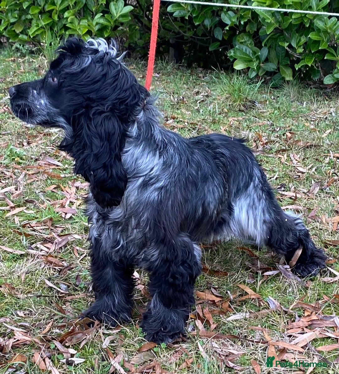 Cocker Spaniel dogs for sale: Adorable show cocker adult girls  - Advert 7