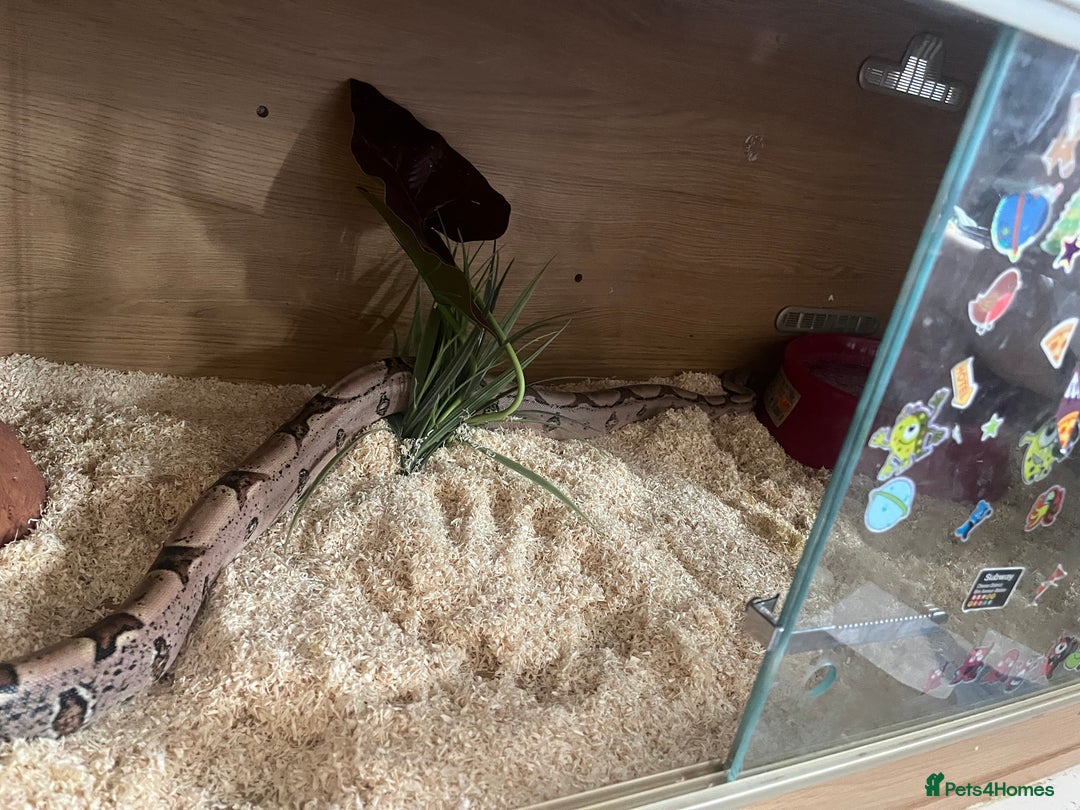 Boa Snake reptiles for sale: Boa for sale no time waster’s please  in Barnsley - Image 6