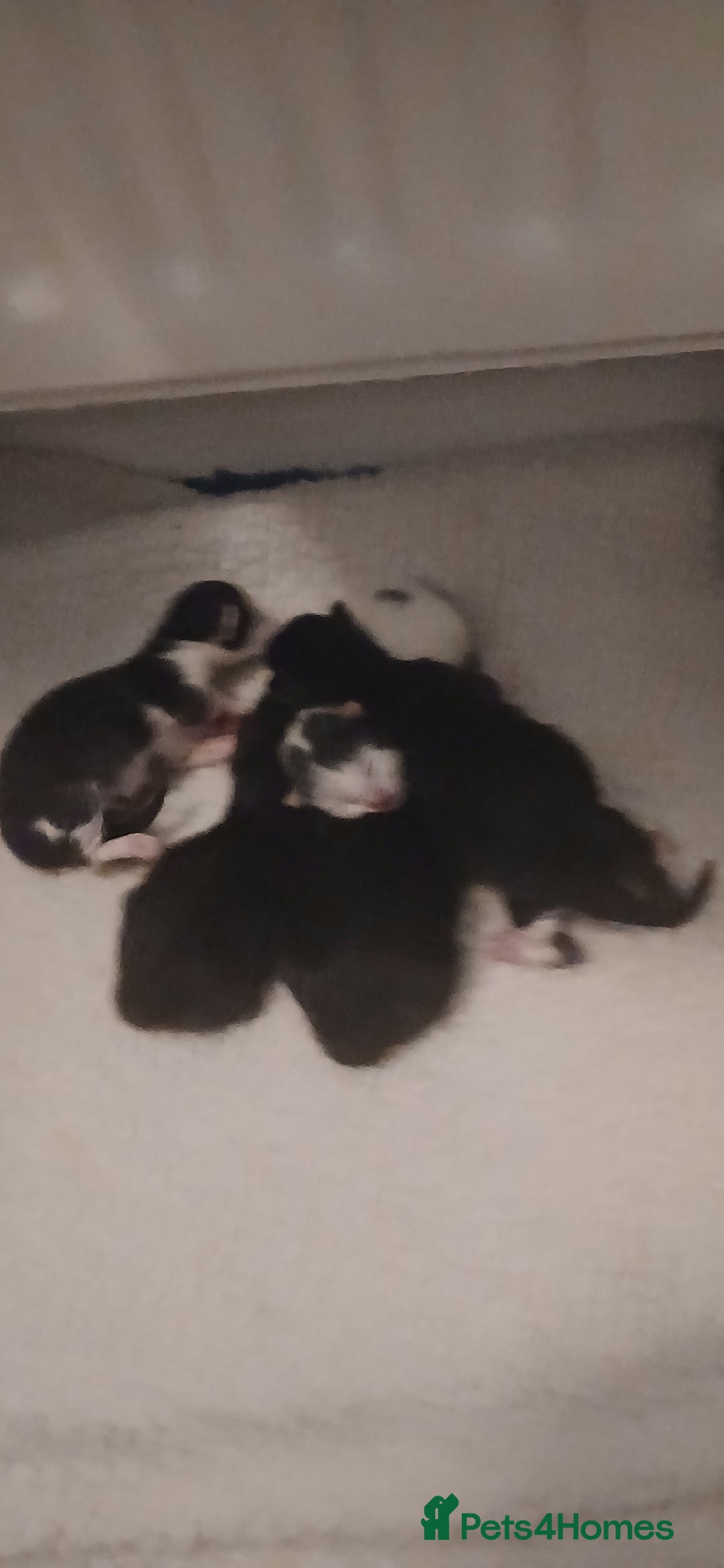 Mixed Breed cats for sale: 4 kittens - Image 3