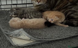American Shorthair cats for sale: 4 stunning bsh x American short kittens avail - Image 34