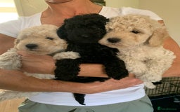 Mixed Breed dogs for sale: Mini/Toy Poodle pups - Image 1