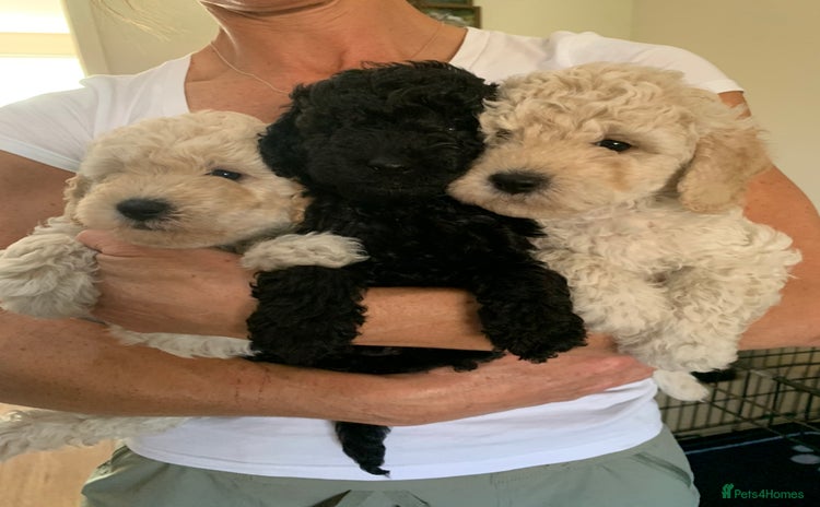 Mixed Breed dogs - Advert 15