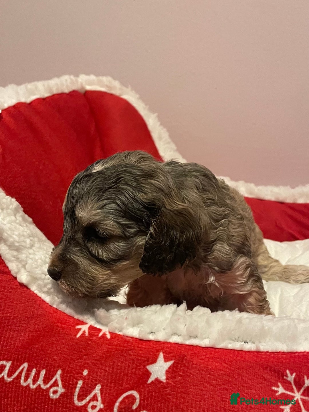 Cockapoo dogs for sale: 8 gorgeous F1 Cockapoos - Advert 12