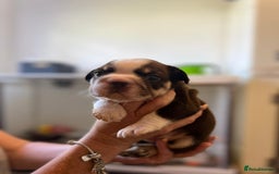 French Bulldog dogs for sale: French Bulldog Puppies  - Image 13