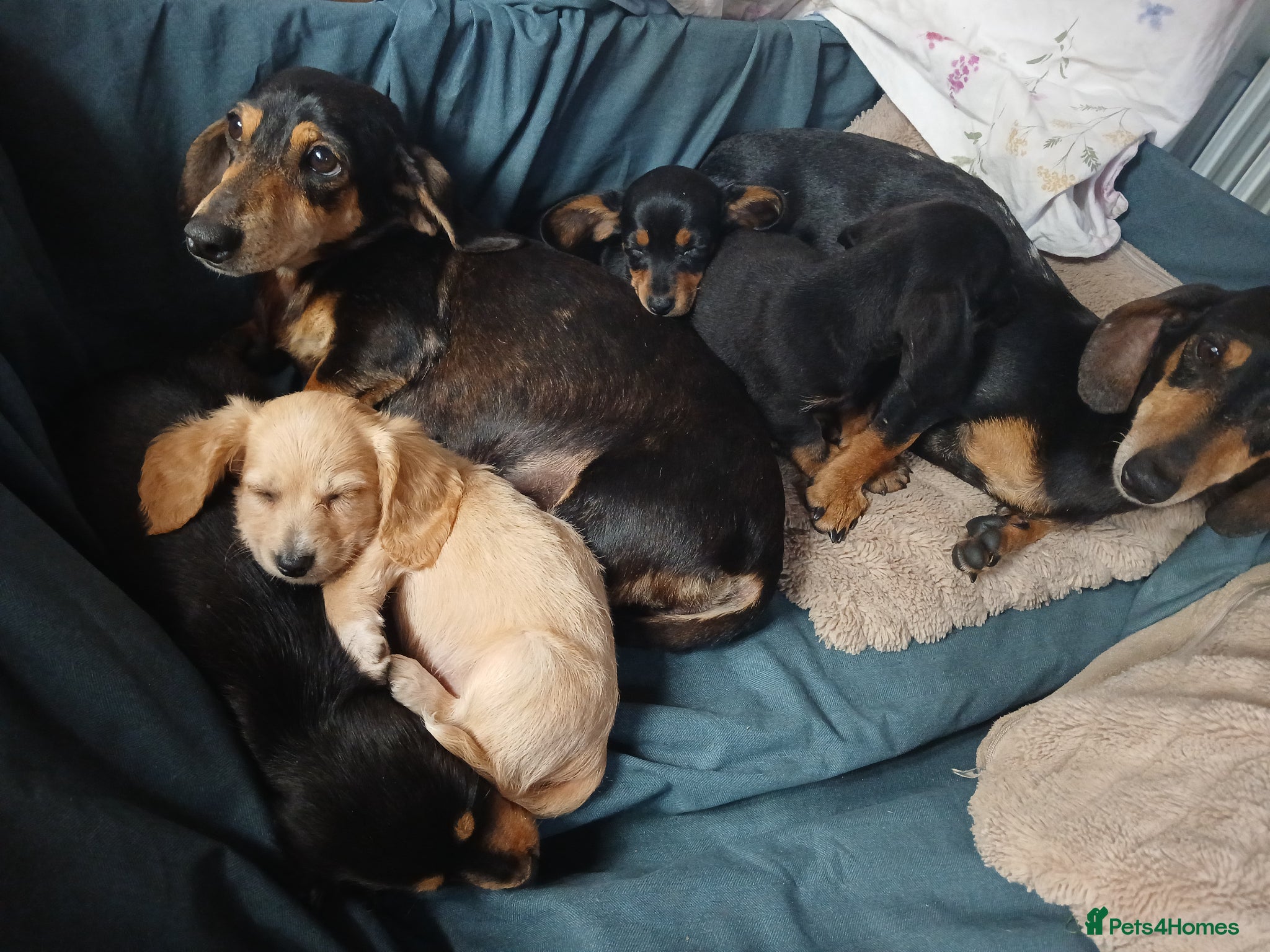 Dachshund dogs for sale: Daschounds LONG AND SHORT HAIRED  - Advert 3