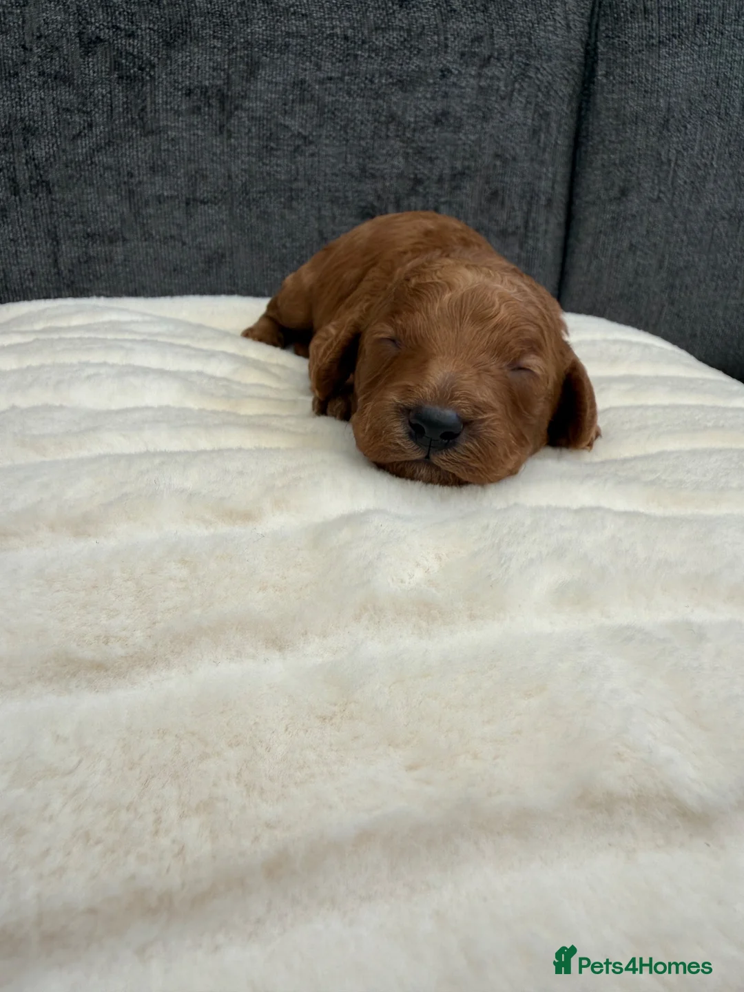 Cavapoo dogs for sale: F1B cavapoos - Advert 2