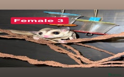 Sugar Glider rodents for sale: 7 sugar gliders for sale - Image 7