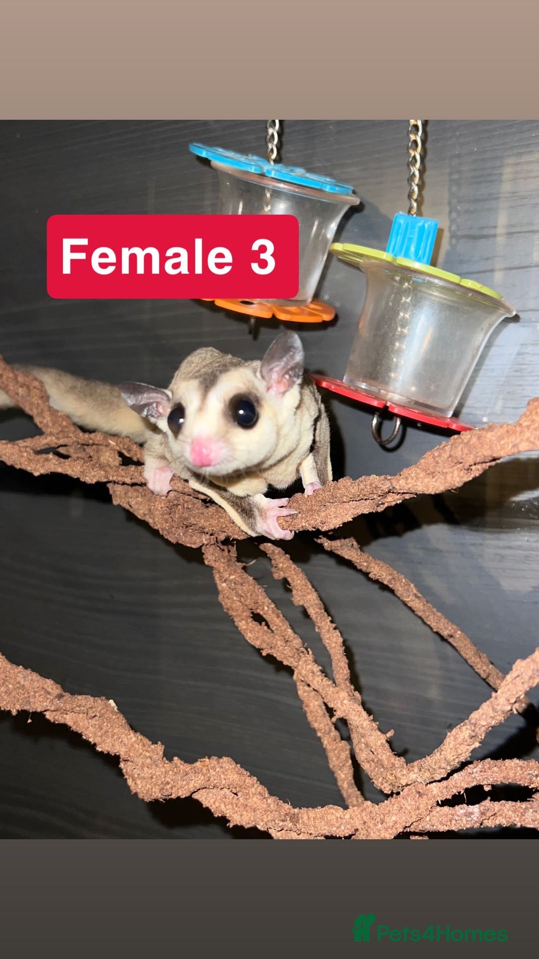 Sugar Glider rodents for sale: 7 sugar gliders for sale - Image 7