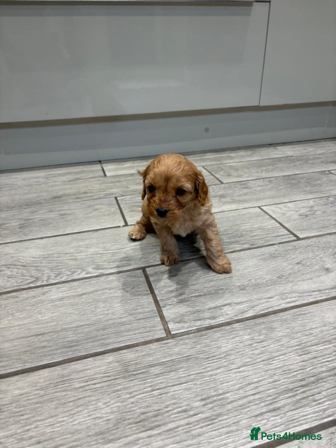 Cavapoo dogs for sale: Beautiful Cavapoo F1BB - Advert 18