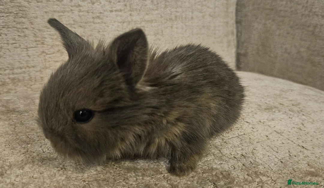 Mini Lion Lop rabbits for sale: Mini Lion Lop Kits - Advert 2