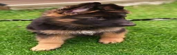 German Shepherd dogs for sale: KC Registered German Shepherd Puppy in Hitchin - Advert 7