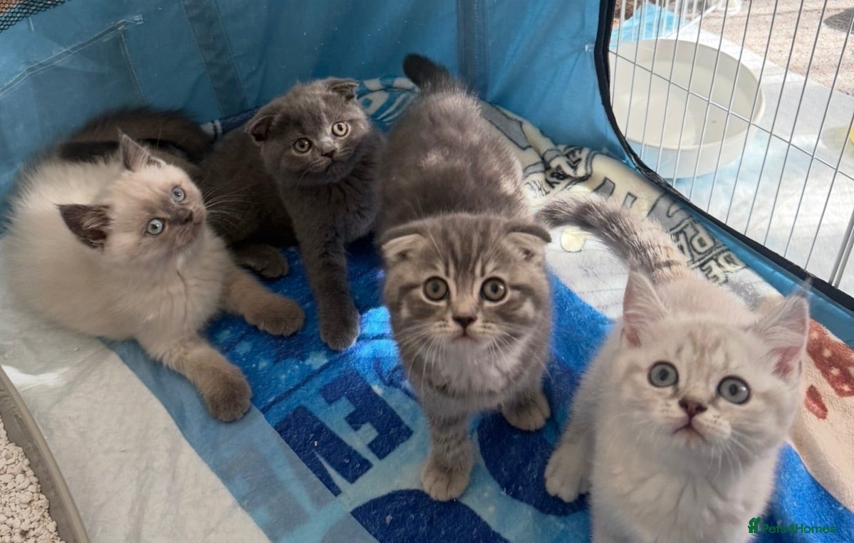 Scottish Fold cats 5 Beautiful Scottish Fold & straight Kittens - Advert 4
