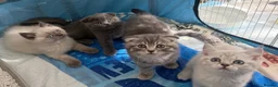 Scottish Fold cats for sale: Scottish Fold & straight Kittens PRICE -NEGOTIABLE - Advert 2