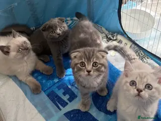 Scottish Fold cats 5 Beautiful Scottish Fold & straight Kittens - Advert 4