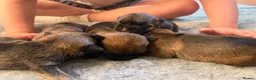 Border Terrier dogs for sale: * KC Registered Border Terrier Puppies *  - Advert 14